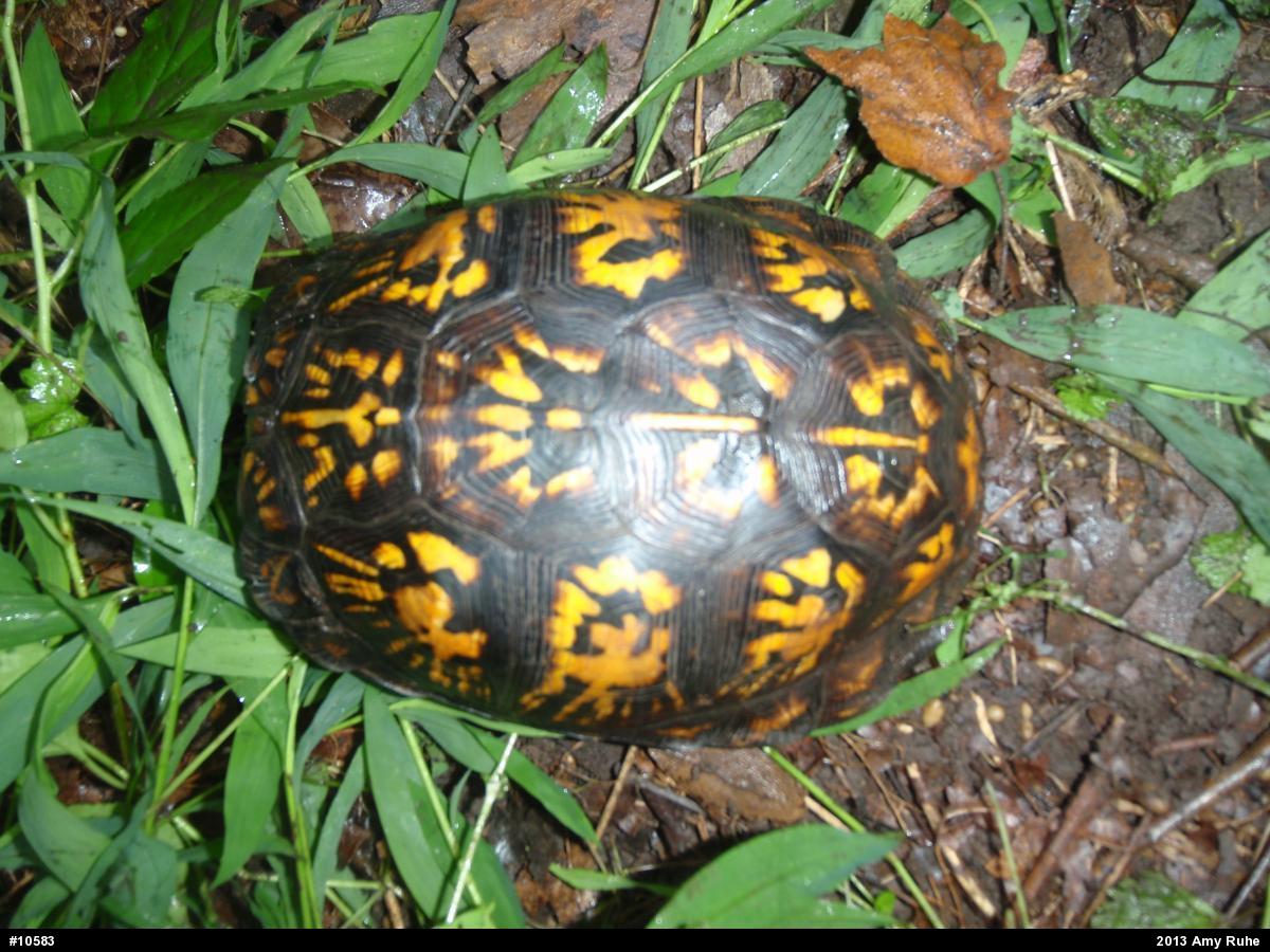 Eastern Box Turtle