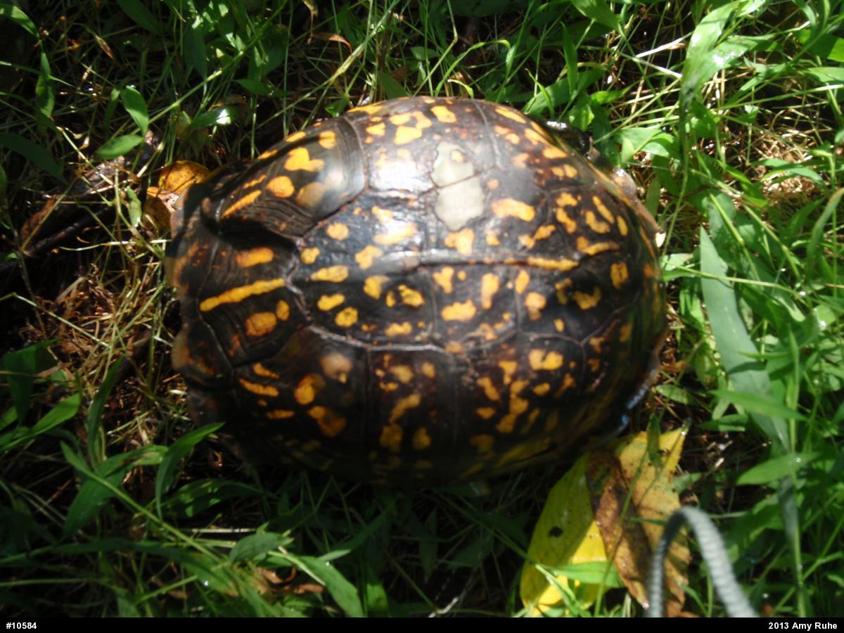 Eastern Box Turtle