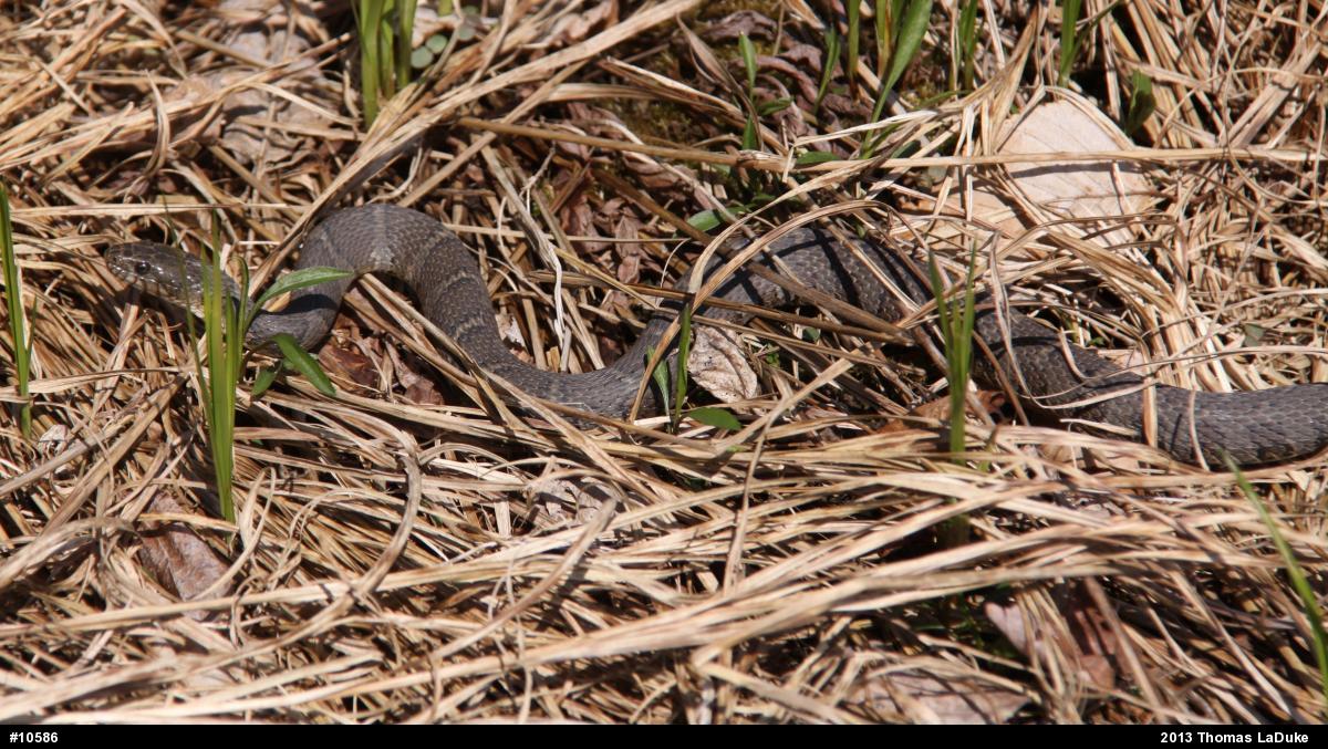 Northern Watersnake