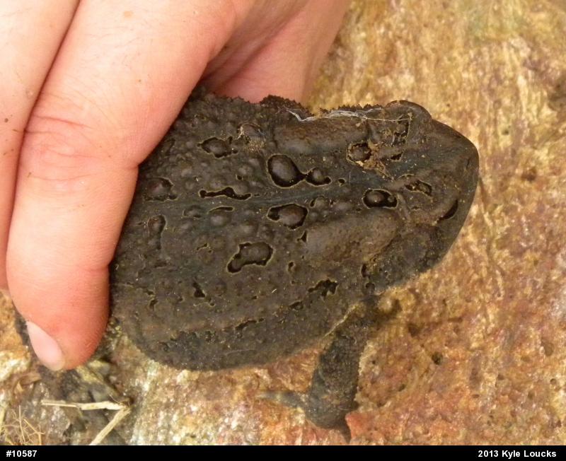 Eastern American Toad