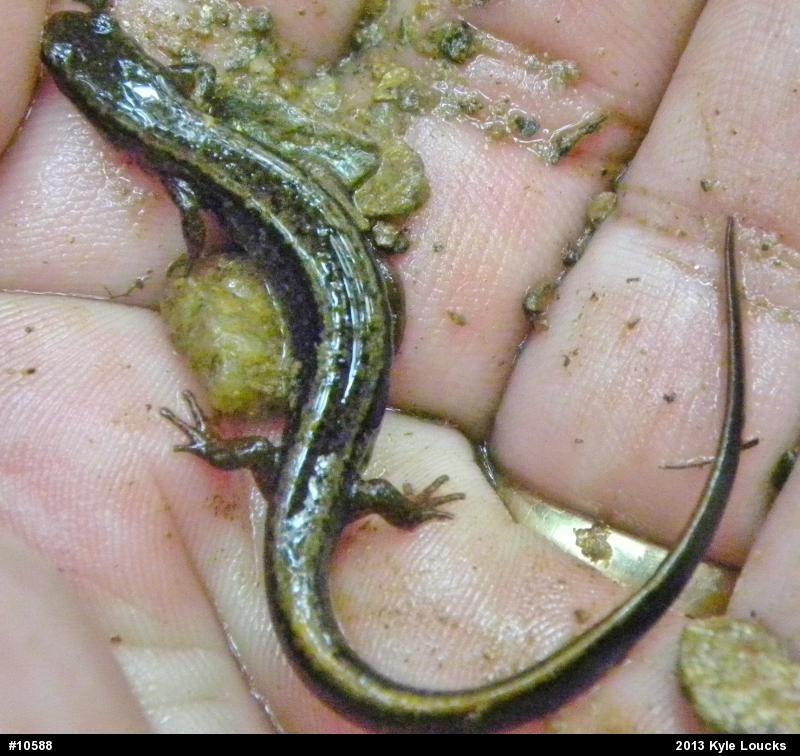 Northern Two-lined Salamander
