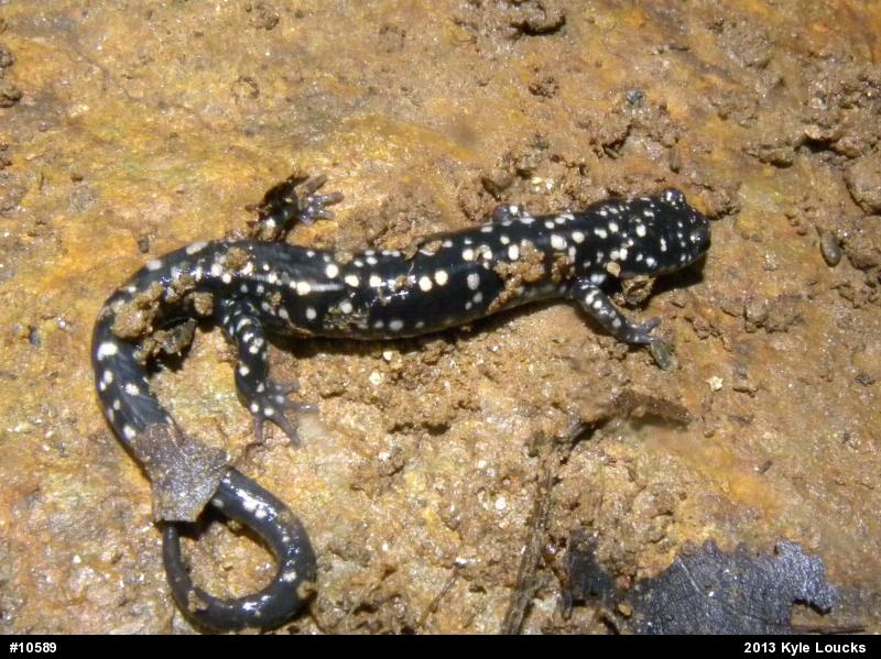 Northern Slimy Salamander