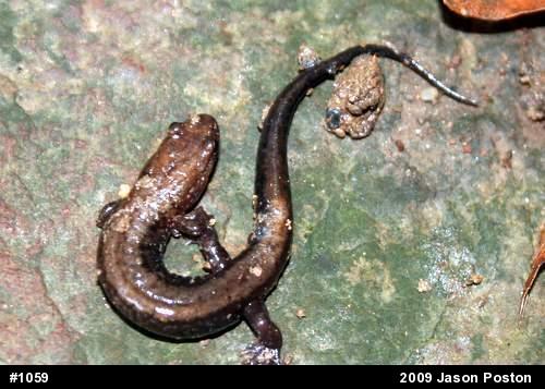 Allegheny Mountain Dusky Salamander