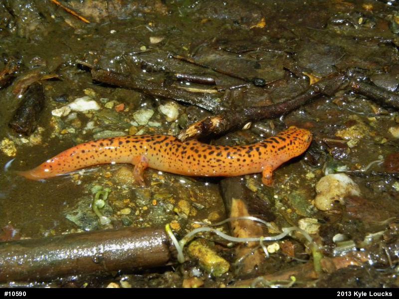 Northern Red Salamander