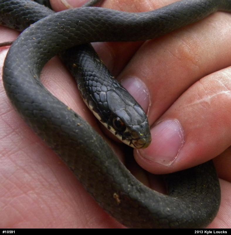 Northern Black Racer