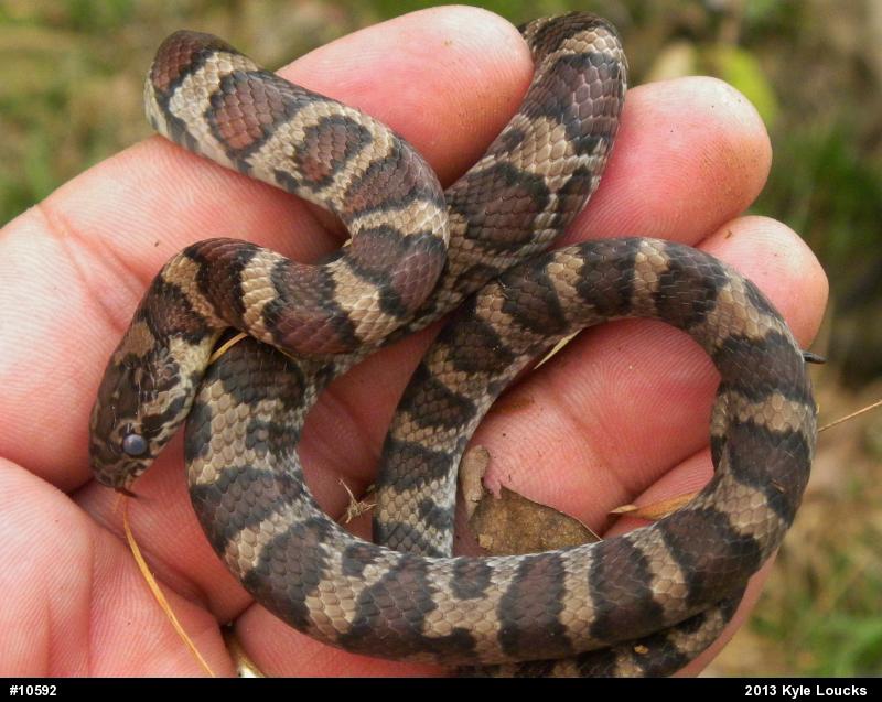 Eastern Milksnake