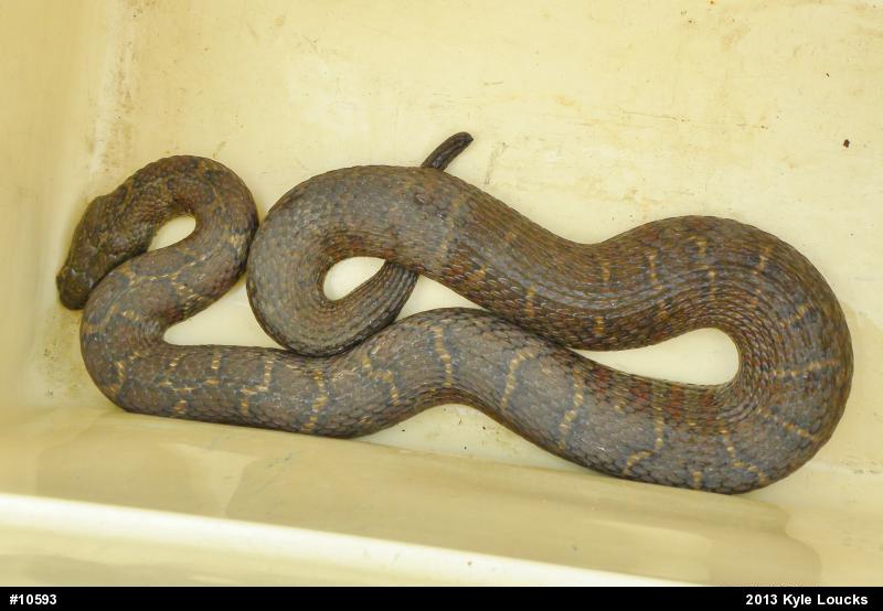 Northern Watersnake