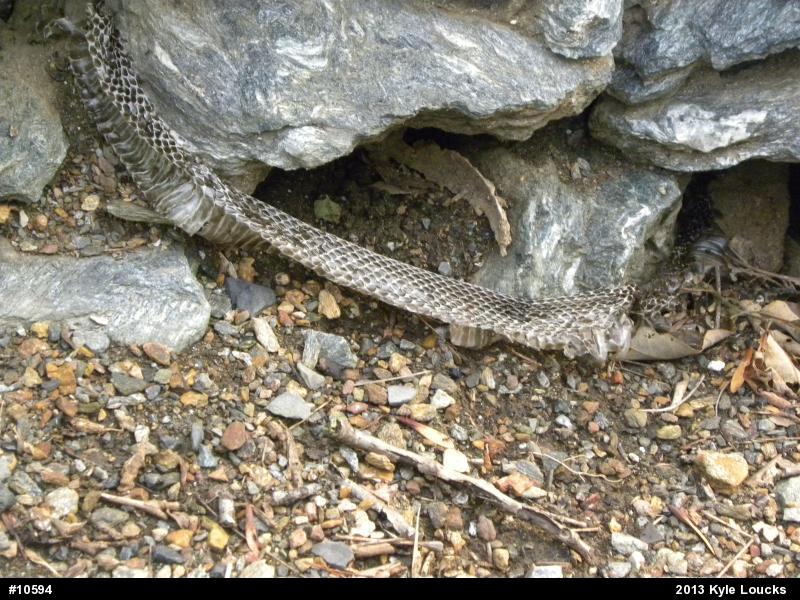 Eastern Ratsnake