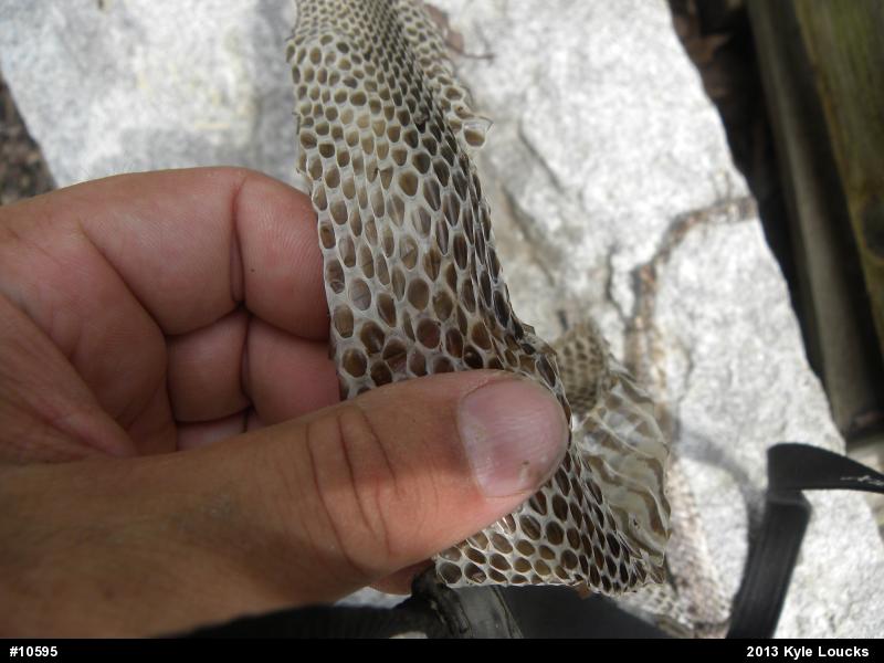 Eastern Ratsnake