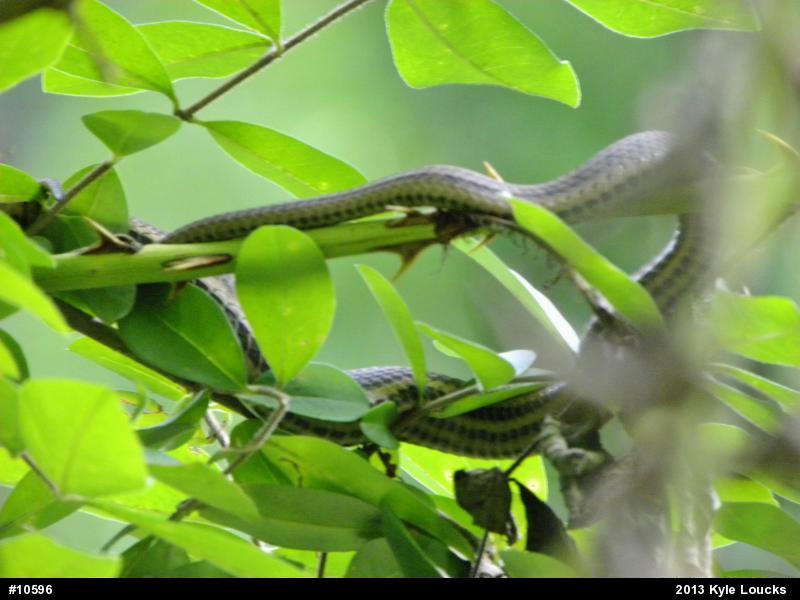 Queensnake