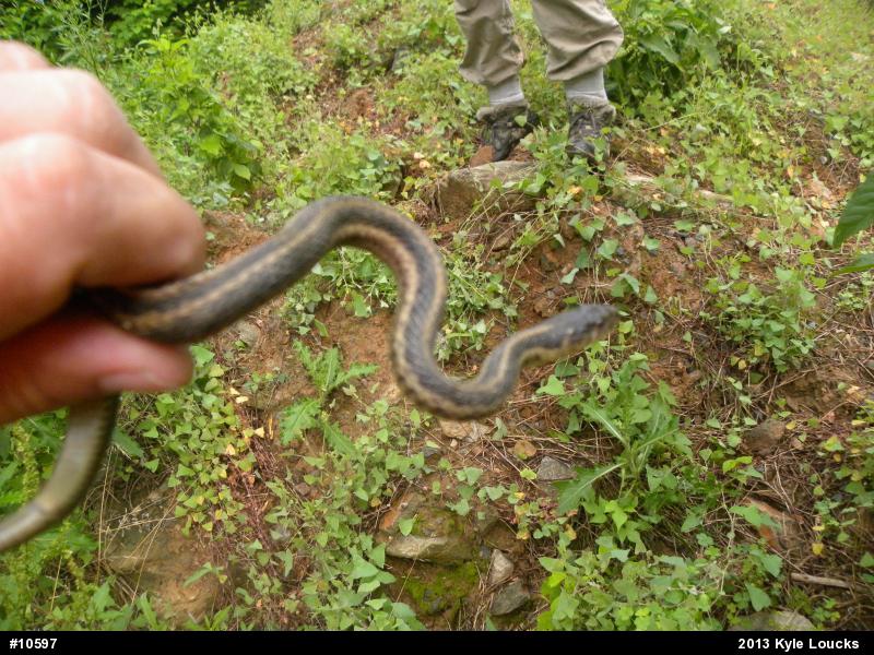 Eastern Gartersnake