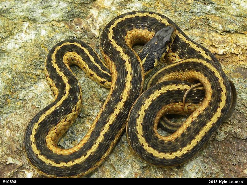 Eastern Gartersnake