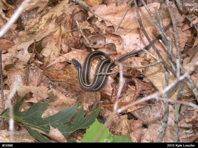 Eastern Gartersnake