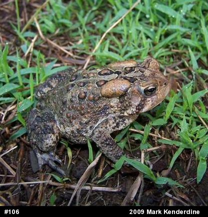 Eastern American Toad