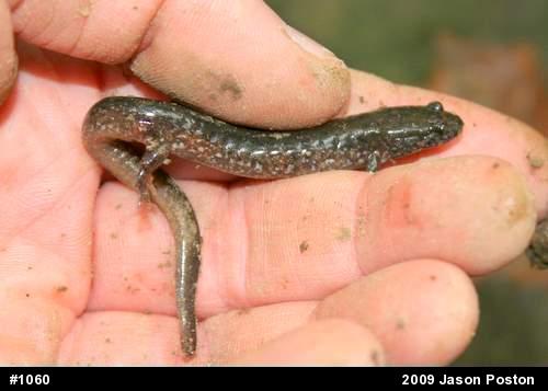Northern Dusky Salamander
