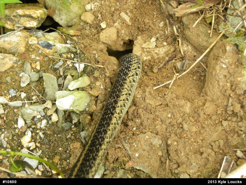 Eastern Gartersnake