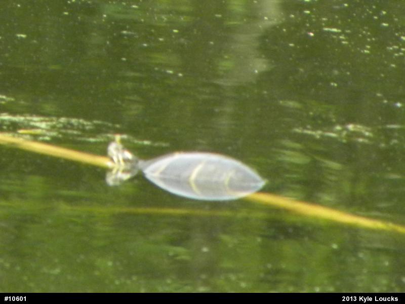 Painted Turtle