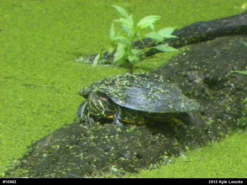 Red-eared Slider