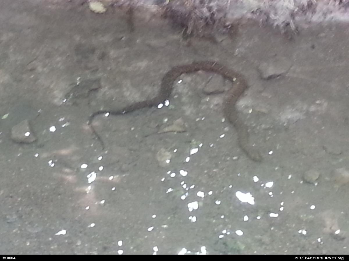 Northern Watersnake