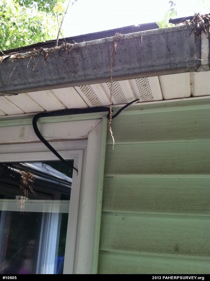 Eastern Ratsnake