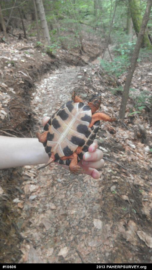 Wood Turtle