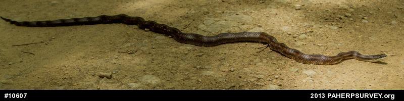 Eastern Ratsnake