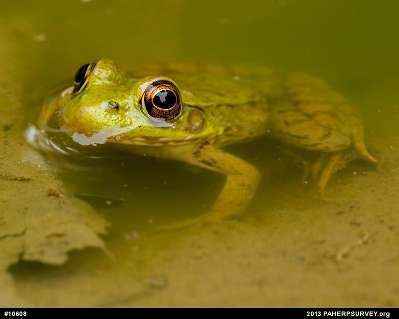 Green Frog