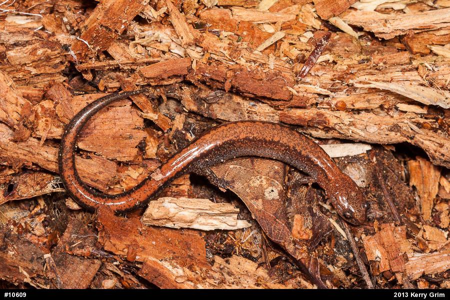 Eastern Red-backed  Salamander