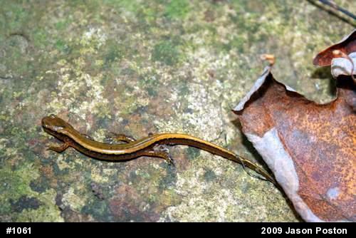 Northern Two-lined Salamander