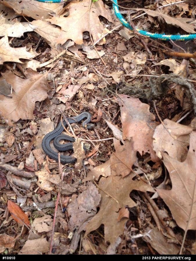 Red-bellied Snake