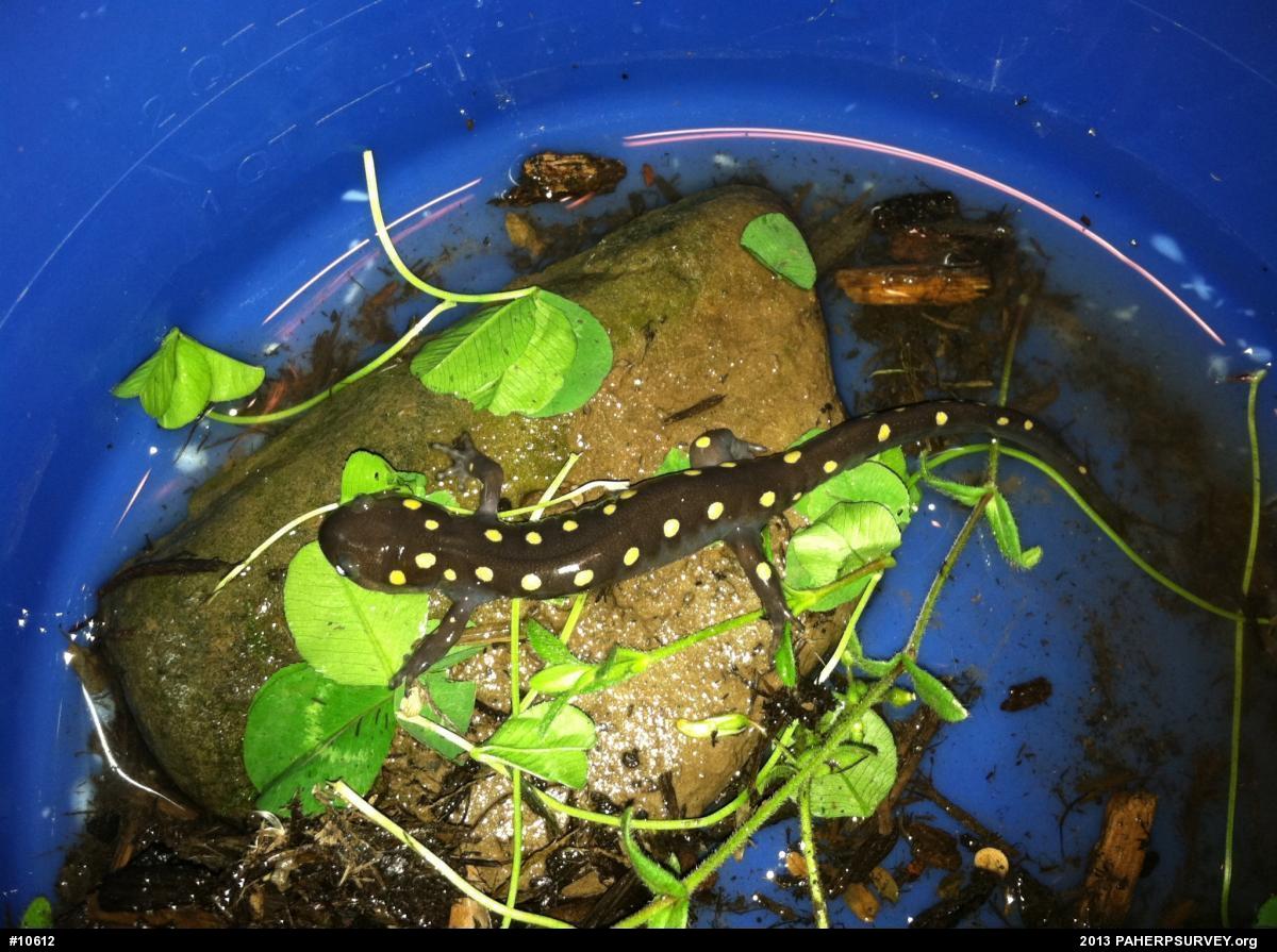 Spotted Salamander