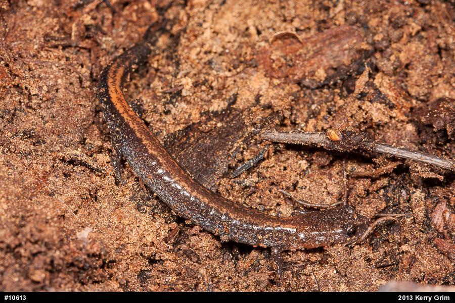 Eastern Red-backed  Salamander