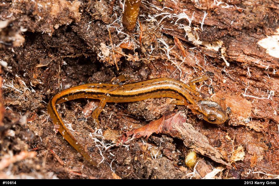 Northern Two-lined Salamander