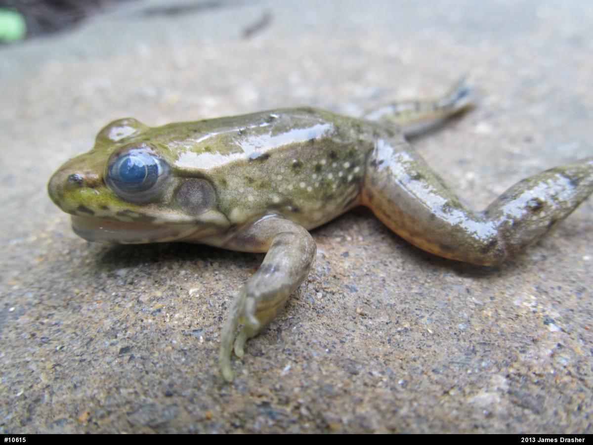 Green Frog