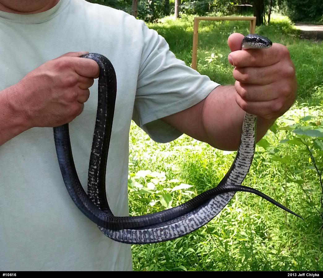 Eastern Ratsnake