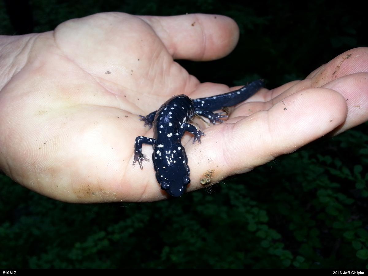 Northern Slimy Salamander