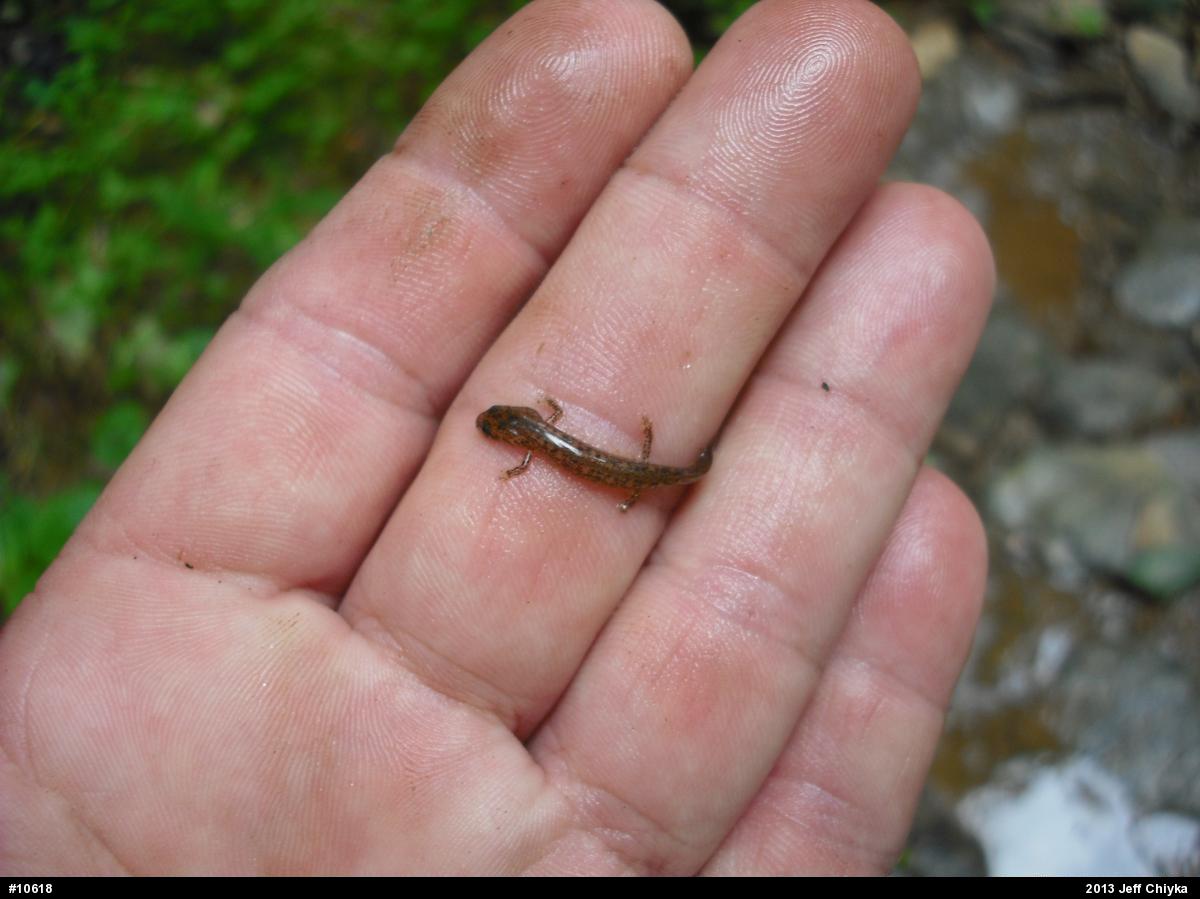 Northern Two-lined Salamander