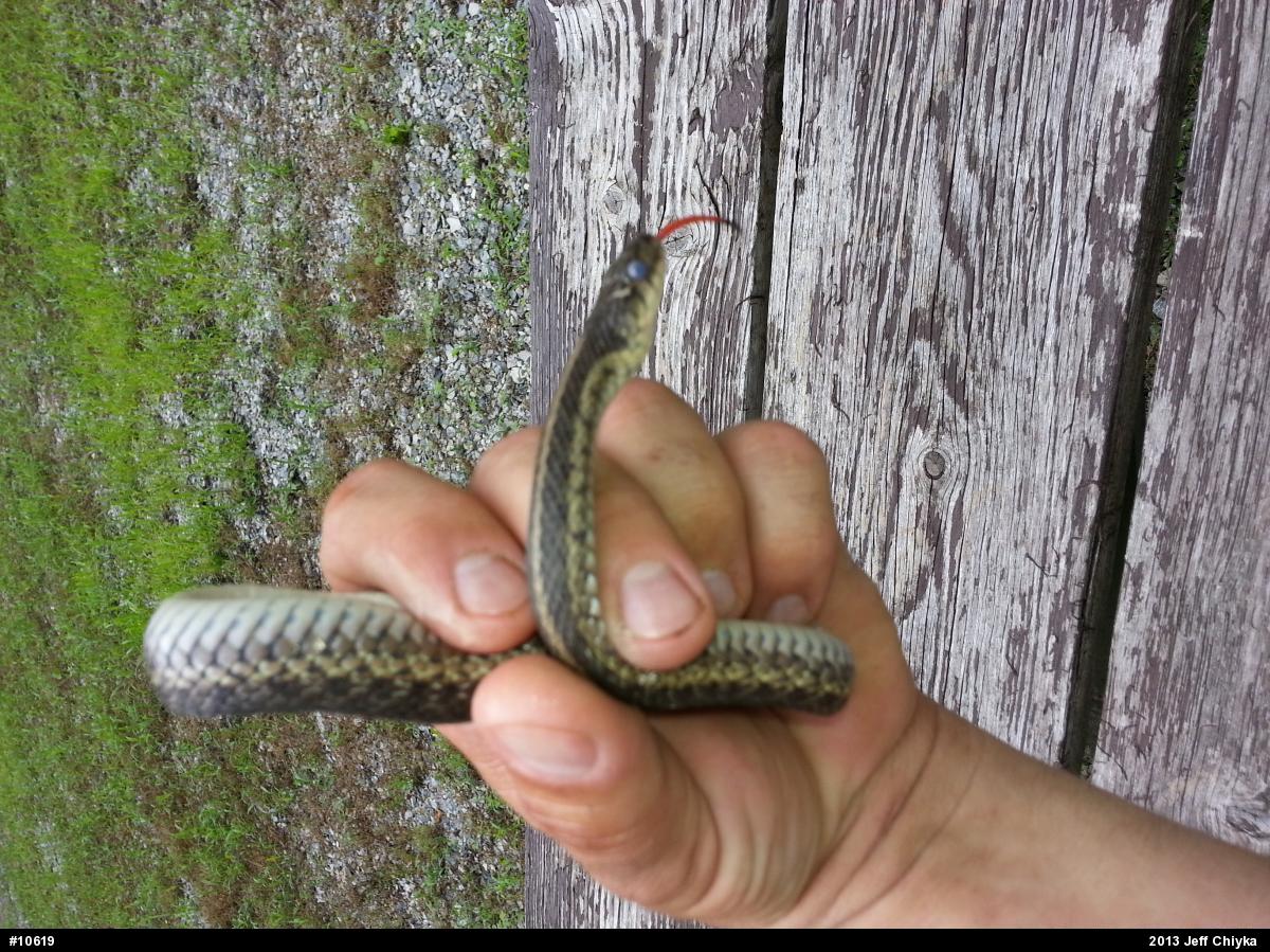 Eastern Gartersnake