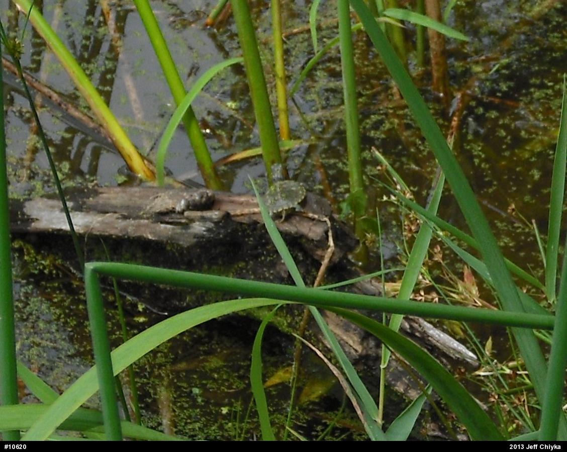 Red-eared Slider