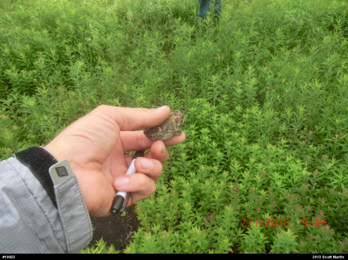 Eastern American Toad