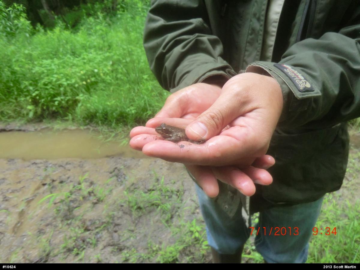 American Bullfrog