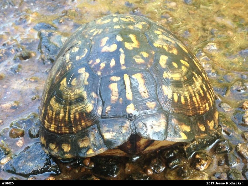 Eastern Box Turtle