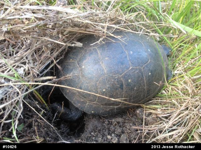 Spotted Turtle