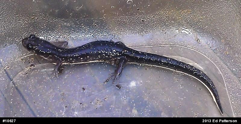 Wehrle's Salamander