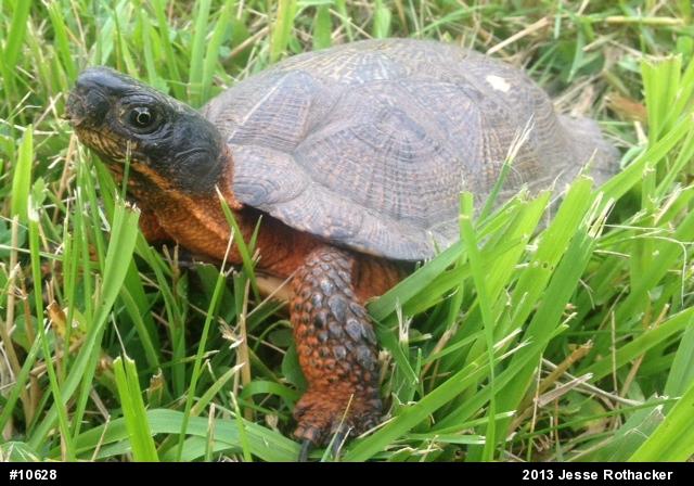 Wood Turtle