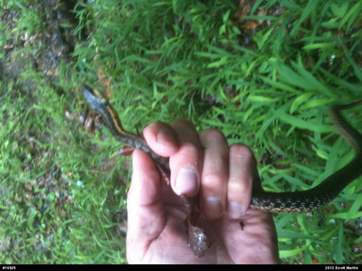 Eastern Gartersnake