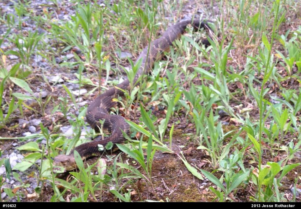 Timber Rattlesnake