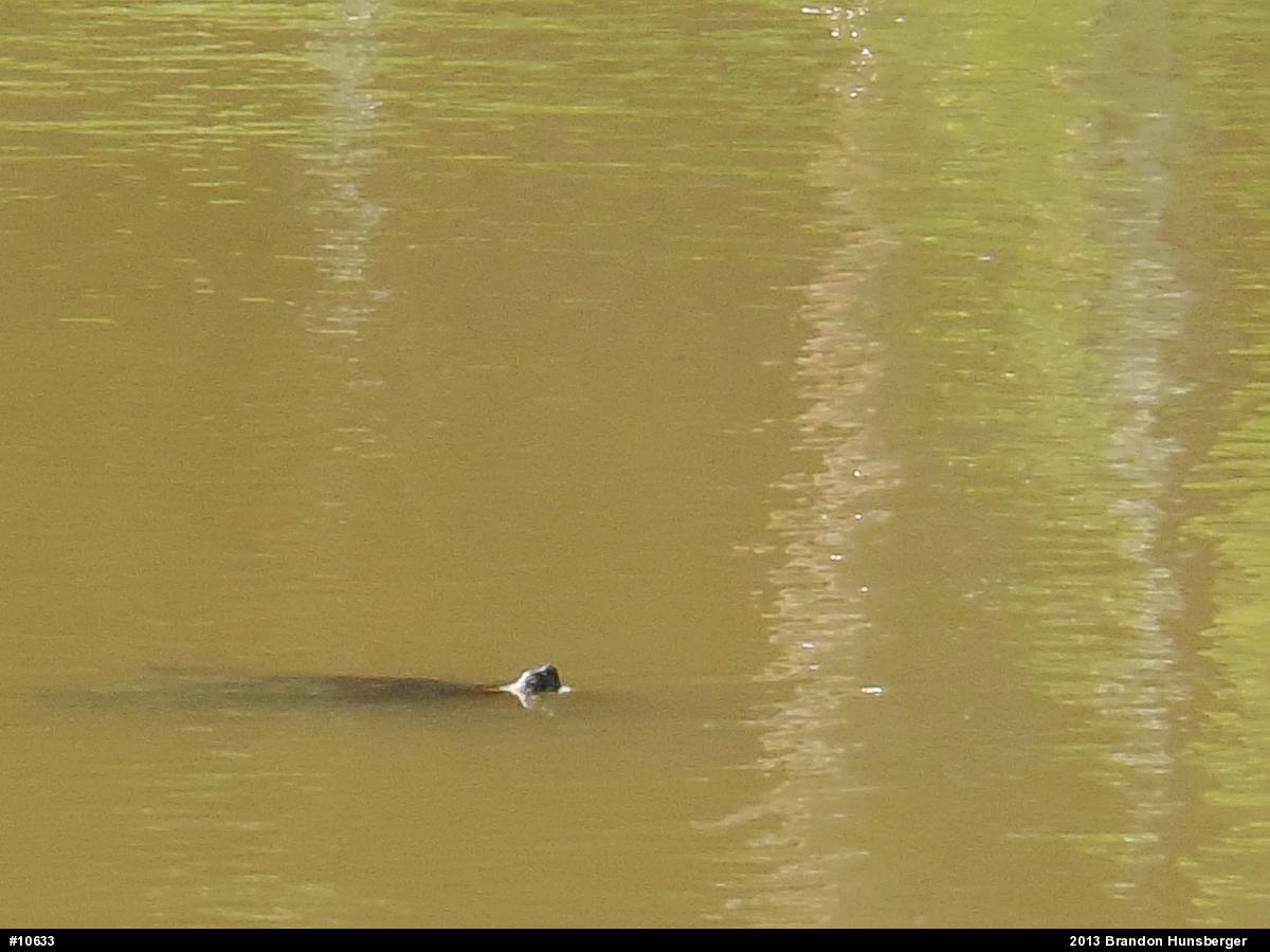 Snapping Turtle