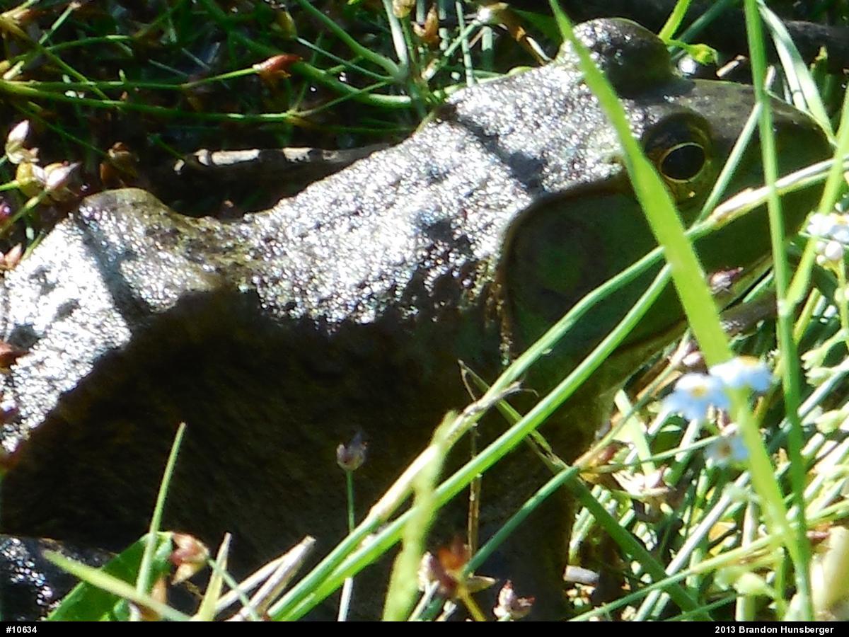 American Bullfrog