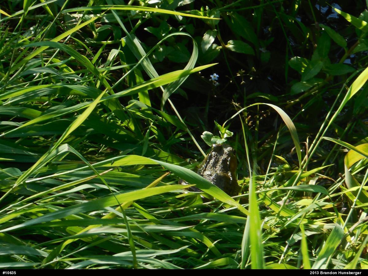 Green Frog